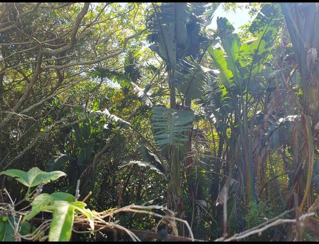 LAND FOR SALE IN PUMULA